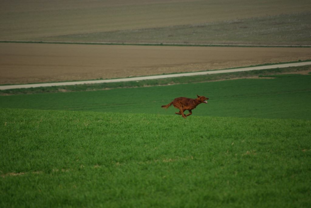 CH. TR. Little red rooster des solos de rory