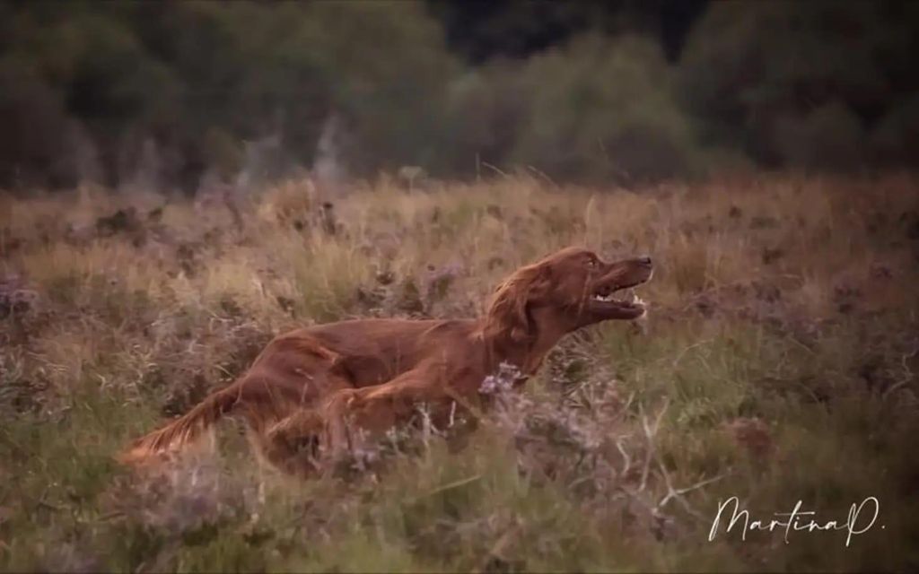 TR. Nell des solos de rory