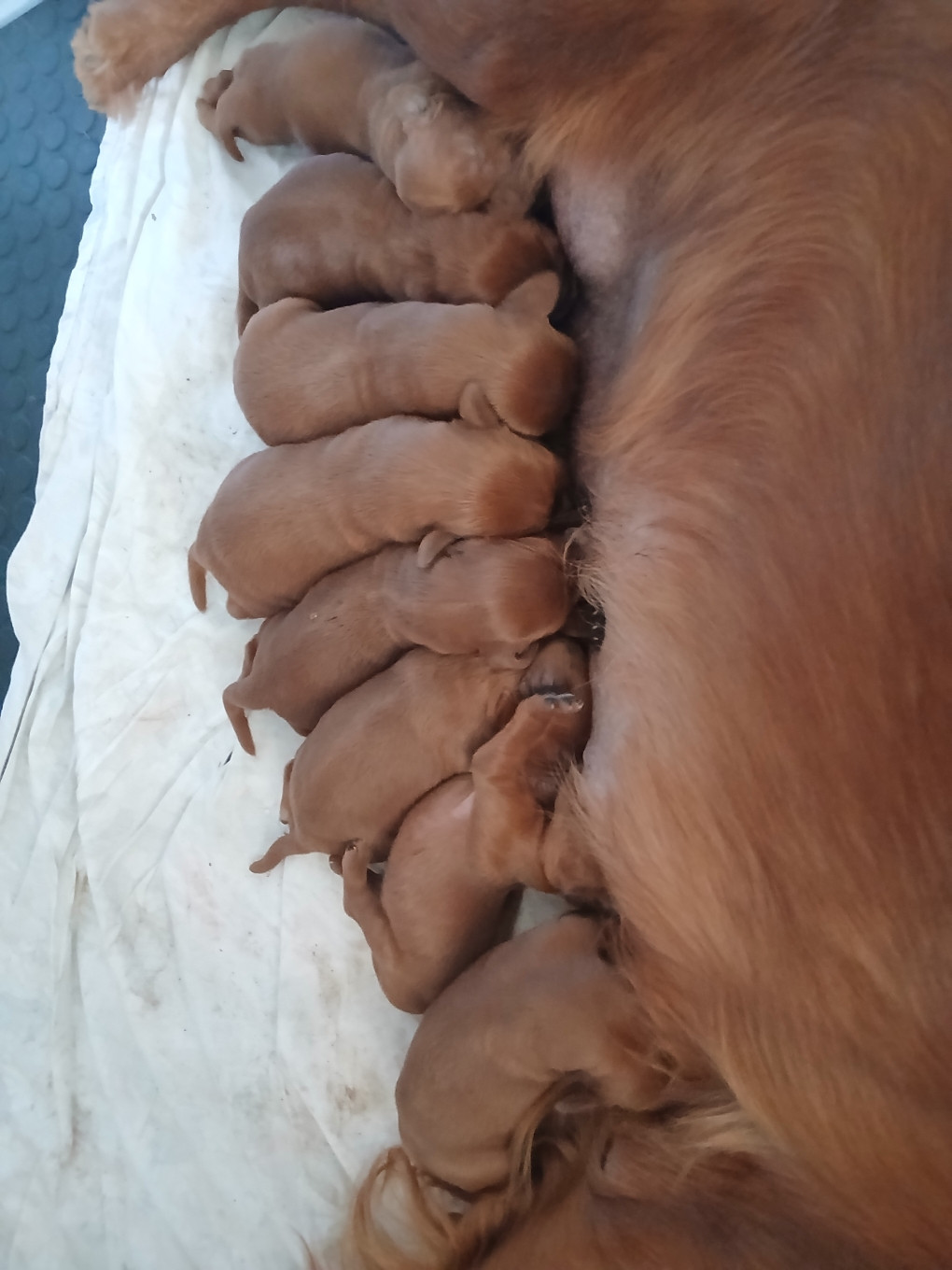 Chiot Setter irlandais rouge des solos de rory