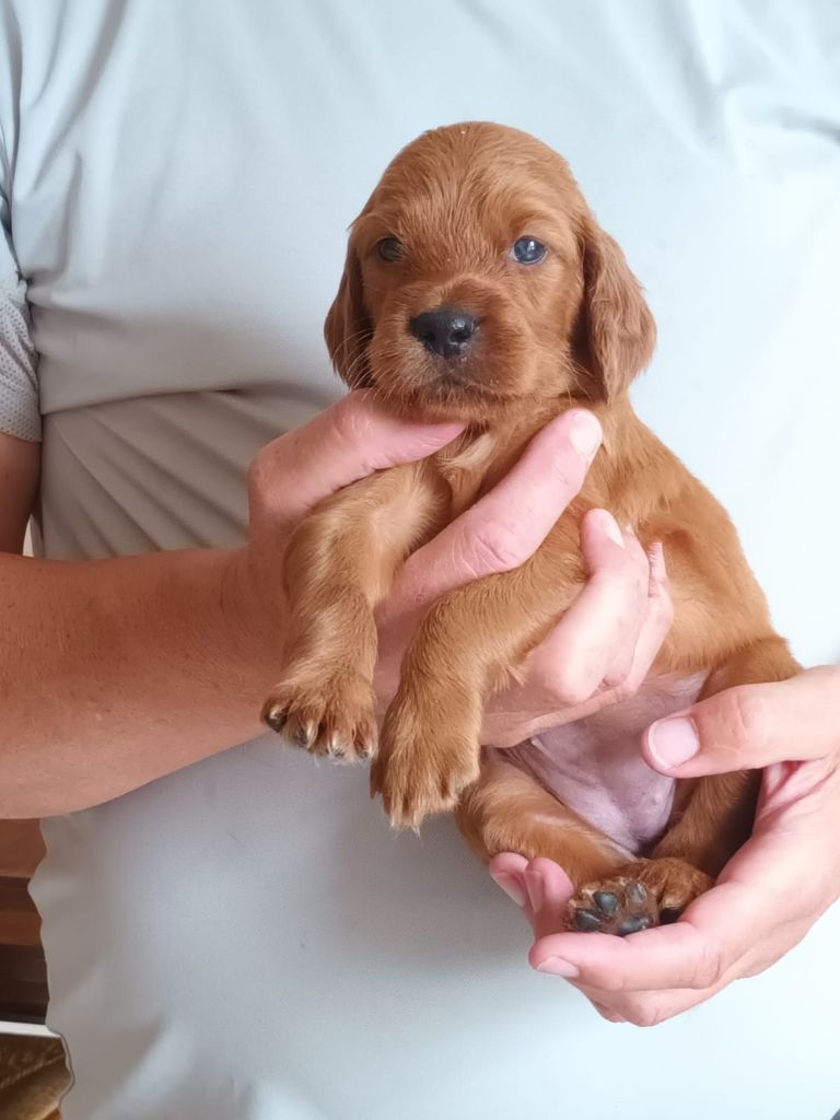 des solos de rory - Chiots disponibles - Setter irlandais rouge